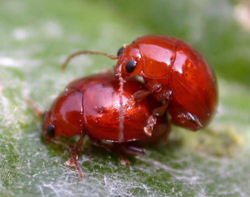 Réf. 674 : Sphaeroderma rubidum