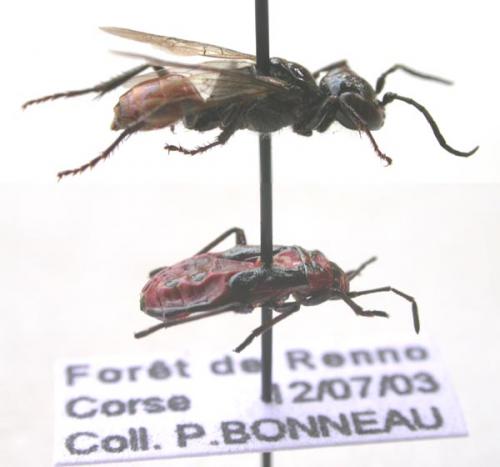 Astata gallica