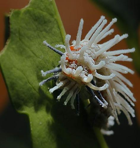 Attacus atlas