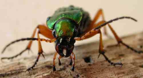Carabus auratus