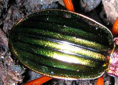 Carabus auronitens auronitens