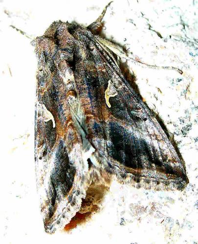 Autographa gamma