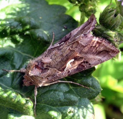 Réf. 974 : Autographa gamma