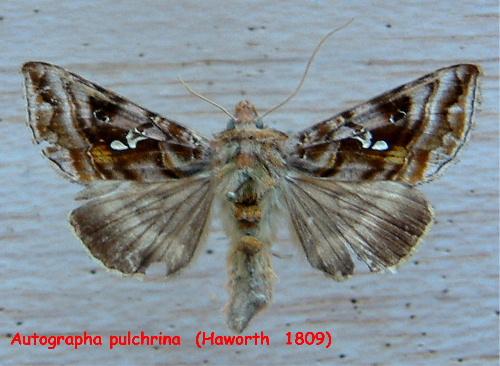 Réf. 958 : Autographa pulchrina