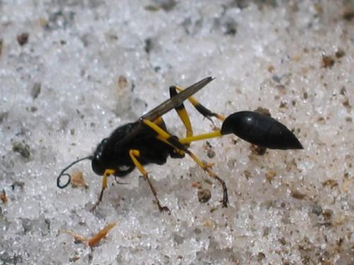 Sceliphron spirifex