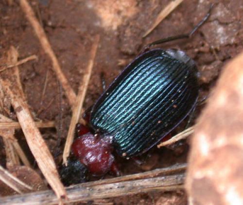 Lebia pubipennis