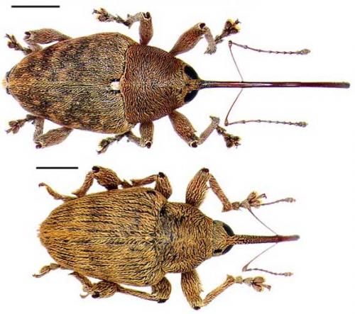 Curculio divers