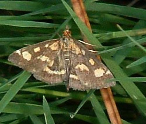 Réf. 913 : Pyrausta purpuralis