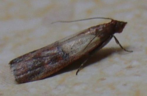 Réf. 129 : Plodia interpunctella