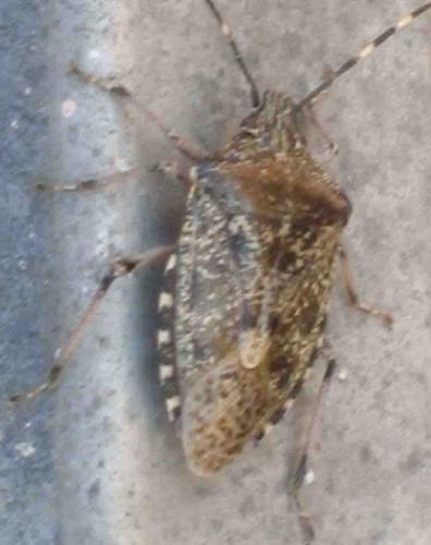Rhaphigaster nebulosa