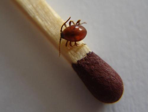 Gibbium psylloides