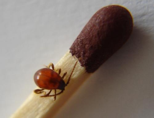 Gibbium psylloides