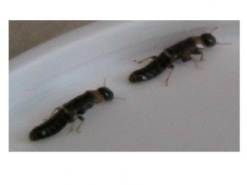 Kalotermes flavicollis