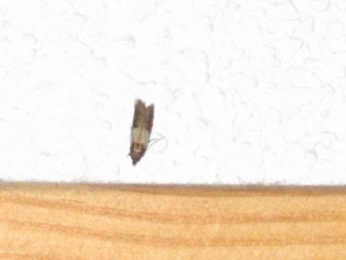Plodia interpunctella