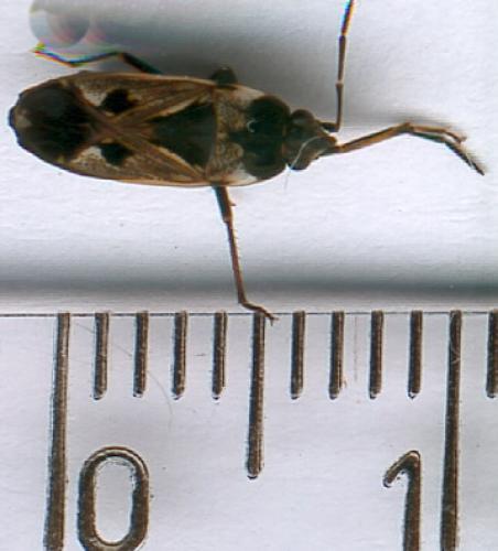 Rhyparochromus vulgaris