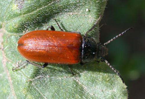 Omophlus sp.