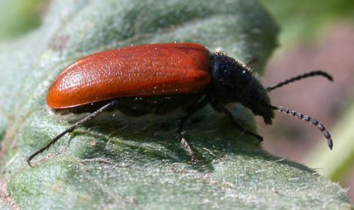 Réf. 625 : Omophlus sp.