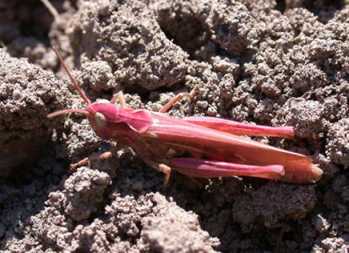 Réf. 639 : Chorthippus biguttulus biguttulus