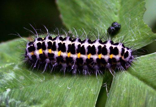 Zygaena lonicerae