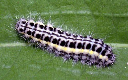Zygaena transalpina