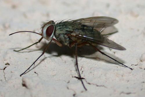 Prosena siberita