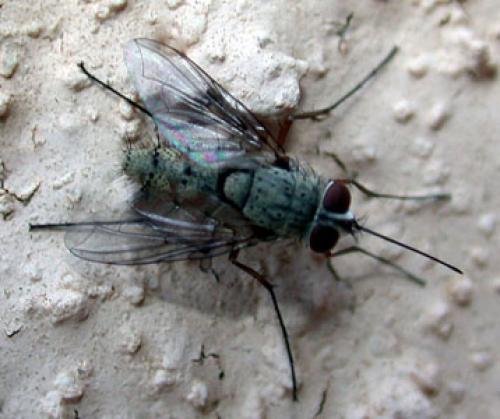 Prosena siberita