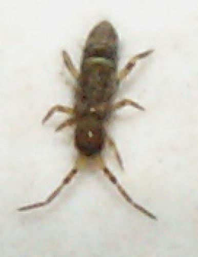 Orchesella cincta