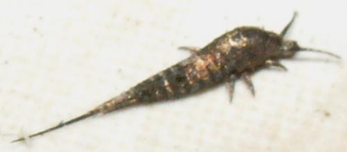 Dilta sp.