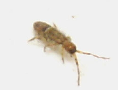 Orchesella cincta