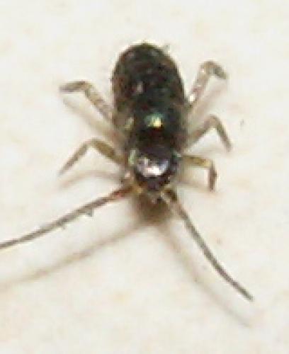 Tomocerus sp.