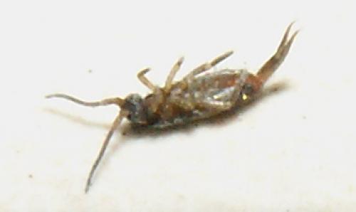 Tomocerus sp.