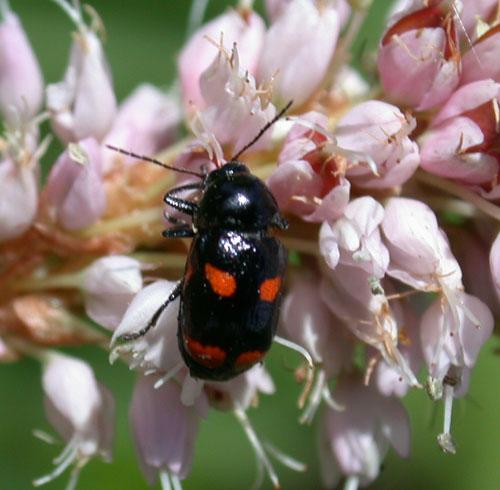 Cryptocephalus sp.