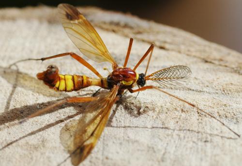 Réf. 225 : Ctenophora ornata