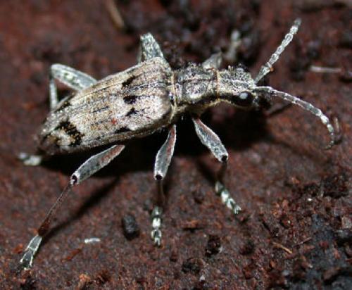 Réf. 626 : Rhagium inquisitor
