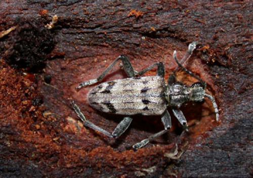 Rhagium inquisitor