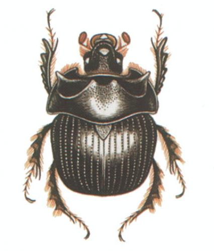 Réf. 960 : Bolbelasmus gallicus