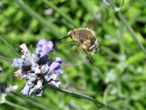 Bombylius sp.