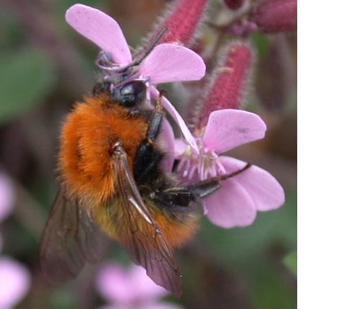 Bombus pascuorum