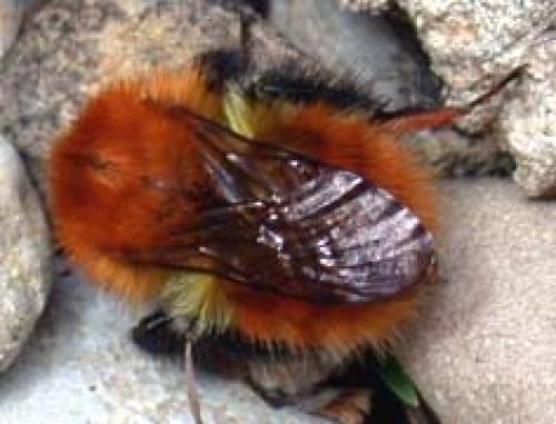 Bombus pascuorum
