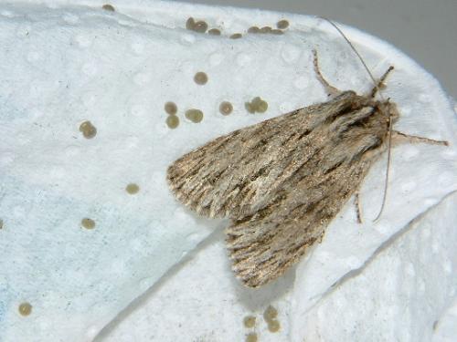Réf. 798 : Asteroscopus sphinx