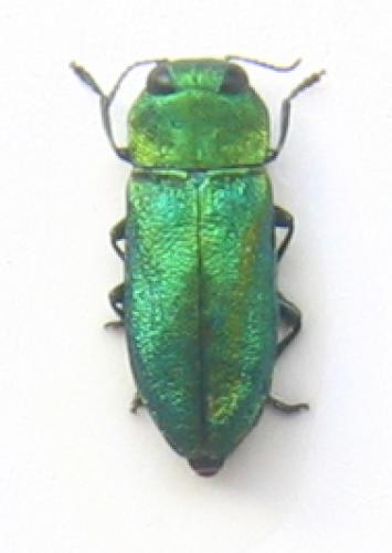 Réf. 369 : Anthaxia nitidula