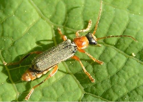 Cantharis lateralis