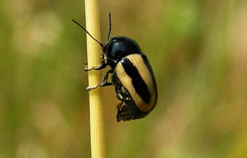 Cryptocephalus vittatus