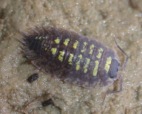 Réf. 662 : Porcellio spinipennis