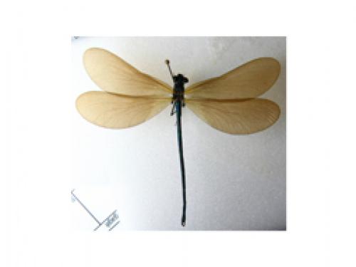 Calopteryx sp.