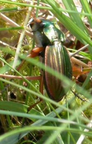Carabus auratus