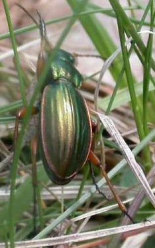 Carabus auratus