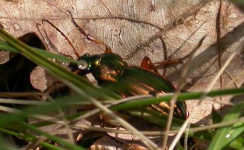 Carabus auratus