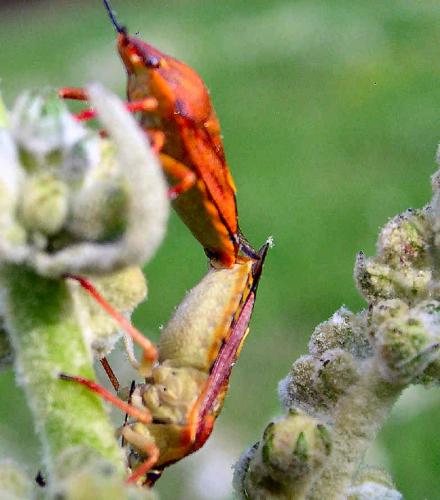Carpocoris purpureipennis