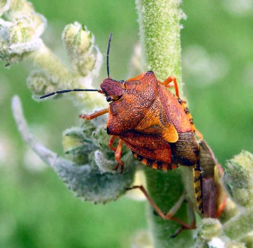 Réf. 971 : Carpocoris purpureipennis